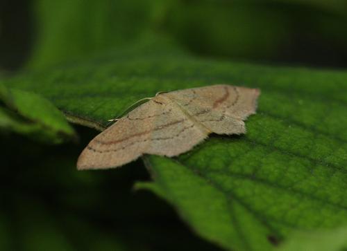 Réf. 311 828 : Cyclophora linearia